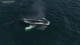 Underwater Dolphin Footage