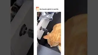 Bro found a glitch in real life with a cat's ear reacting to a key move! #FunnyCat #Glitch