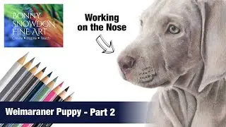 Drawing a Weimaraner Puppy with Coloured Pencils | Part 2