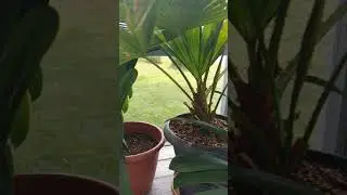 Growing Clivia from seed Pt. 2