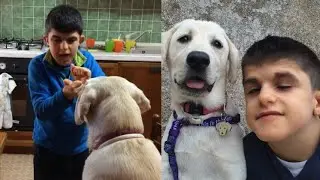 Lulù, il cane guida che ha salvato la vita del piccolo Carlo. 