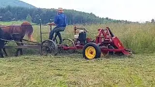 Old Fashioned Hay Mowing .. 🐎🐎 #horsepower #amishfarming 