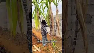 #The support for the flow of agriculture rural areas and farmers has become a hot