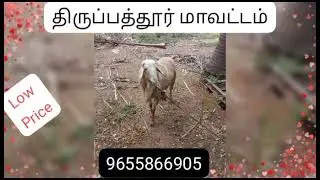 thirupattur district goat sale// low price goats //  minnur // 9655866905
