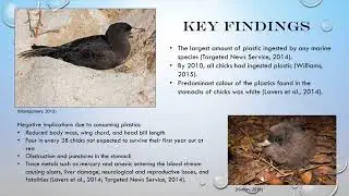 EDC171 A3 Shattock Plastic Pollution and the Flesh-footed Shearwater