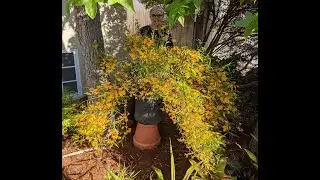 Mary Gerritsen: Orchid Conservation Alliance: 