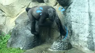 Funny Gorilla Tayari wash hair, beating chest so cute金剛猩猩Tayari撈水池的水洗頭,擊胸,用力甩頭表情好搞笑