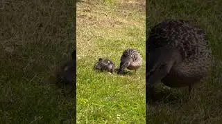 Entenmama und K&uuml;ken beim Mittagessen am Vogelinsel-Ufer 🦆🌿