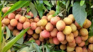 Garden fresh juicy litchi mirpur 1 | Litchi of Meherpur | রসালো লিচু