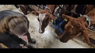 Kuer elsker.... Lomper!?!