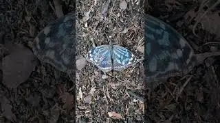 🦋 Buf&oacute;n mexicana (myscelia ethusa ethusa).
