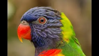 Live with animals in nature