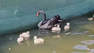 Ankara,  Kuğulu park.....