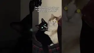 @kvltkreations: Varys & Fenrir: a love story #cat  #catlover #kitty