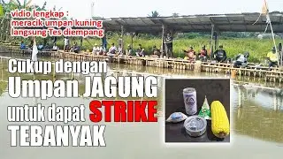 Umpan Jagung Menghasilkan Strike Terbanyak | Umpan Ikan Mas Andalan