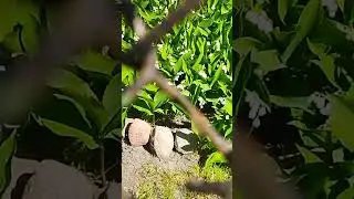 #shorts