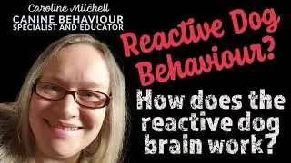 Reactive Dog Behaviour: How does the reactive dog brain work and make decisions about triggers?