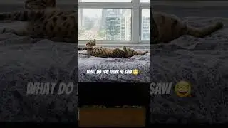 cat praying for some sun or he saw a bird 🐦 #cats #catvideo #catshorts