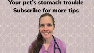 Three quick tips to improve your dog or cat's digestion. #shorts