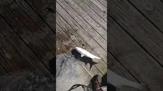 Mullets for bait in Newport news va Oct. 20 2017