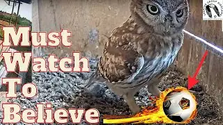 Hilarious Little Owl's Ball Game with a Dud Egg!