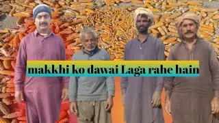 Hamari makkhi tyar ho chuki hai #youtube Ham makkhi ko dawai lagakar store mein rakh lenge #cow isv