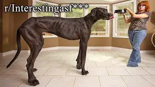r/Interestingasf*** | that’s a horse