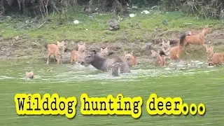 Wilddogs (Dhole) Hunting sambar deer- @wildlifezone115 #hunting #wilddog #dhole