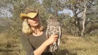 Spotted Eagle Owl release