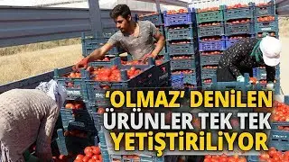 Gevaş’ta Muz Üretilecek