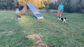Enola's 1st ever A-Frame training session. 10/8/24