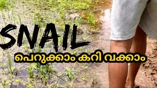 How to catch Snail | മീനും വാരാം ഞവഞ്ഞിയും പിടിക്കാം #snail #mrtravelvlog #hunting #cooking