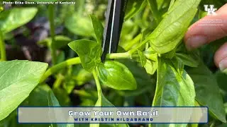 Growing Your Own Basil