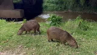 Christmas in Brazil with Family, Coffee Farm Visits, and a Capybara Sighting