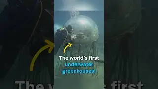 The world&rsquo;s first underwater greenhouses | DW Documentary