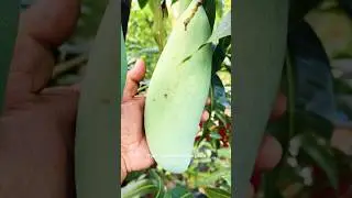 3 TASTE MANGO  @razzgarden 9562600777