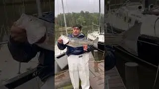 Bass Catch And Cook