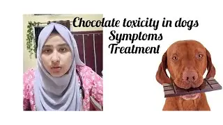 chocolate toxicity in dogs, symptoms and Treatment