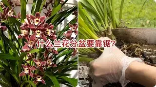 什么兰花分盆要靠锯？换盆分盆好累啊！