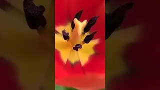 Home Grow Tulips #tulip #germany #flowers #beautiful