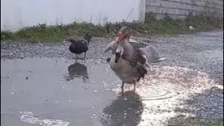 Geese mating in water🤩😍
