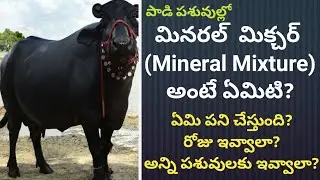 How much Mineral Mixture required for highest Milk Production | Dr. Madankumar Vet