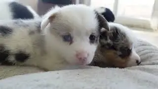 Merle Corgi Babes