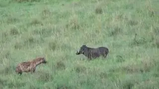 Warthog vs. Hyena