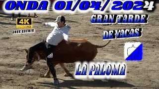 🔝🔝🔝GRAN TARDE DE VACAS EN ONDA