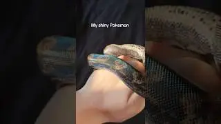 Img boa constrictor imperator #wildlife #snake #shinypokemon #boaconstrictor #reptile