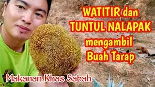 WATITIR dan TUNTUL NALAPAK satu team MENGAMBIL BUAH TARAP | Kampung Kindasan Keningau