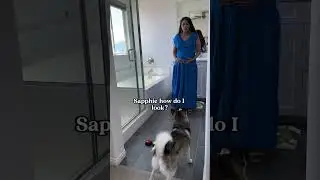 Sapphie the pomsky as a fashionista chooses mommy's outfits