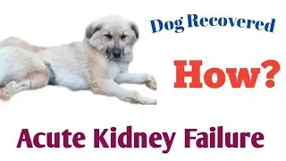 Acute Kidney Failure Dog Recovery || Dog and Vet || Dr Mishra