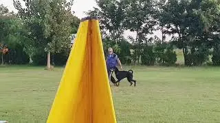 doberman Hector di Altobello - BH test